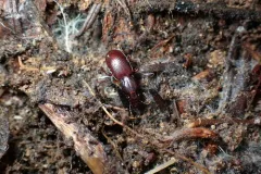 Pterostichus pumilus thumbnail 4