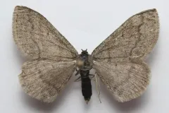 Scopula cajanderi thumbnail 1