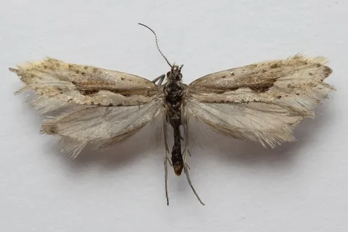 Plutella hyperboreella