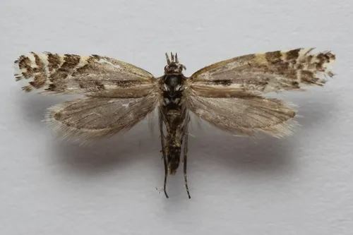 Plutella notabilis