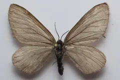 Psychophora suttoni thumbnail 3