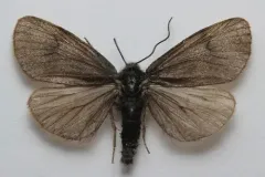 Parabarrovia ogilviensis thumbnail 4