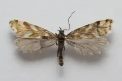 Greya variabilis thumbnail 2