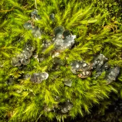 sheepish pelt lichen thumbnail 2