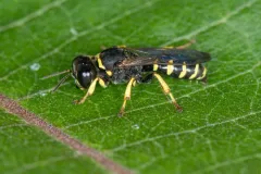 Crabro argusinus thumbnail 1
