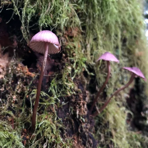 purple-edge bonnet