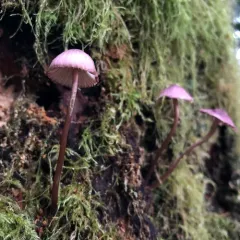 purple-edge bonnet thumbnail 1