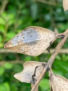 Hyponectria buxi thumbnail 2