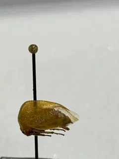 Tortistilus inermis thumbnail 3