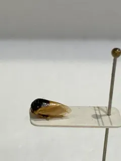 Micrutalis dorsalis thumbnail 1