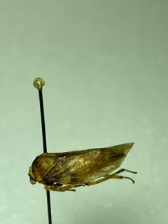 Microcentrus caryae thumbnail 2