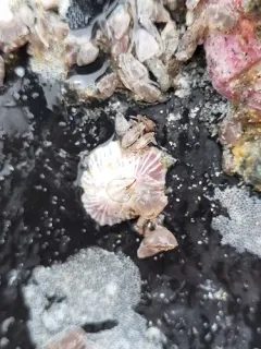 Triangle Barnacle thumbnail 2
