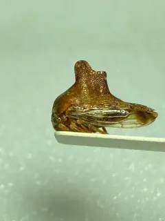 Heliria scalaris thumbnail 3