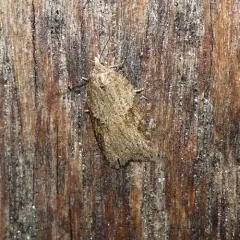 Viburnum Acleris Moth thumbnail 4
