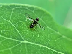 Rivellia variabilis thumbnail 3