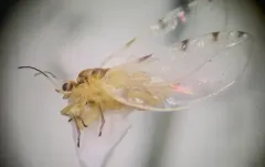 Trioza quadripunctata thumbnail 2