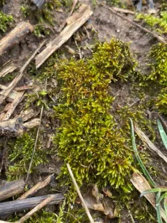 Constricted Feather-moss thumbnail 2
