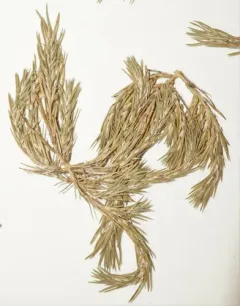 Giant Needleleaf thumbnail 2