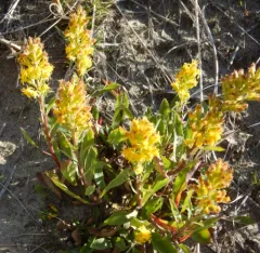 coast goldenrod thumbnail 2