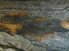 sooty bark disease thumbnail 4