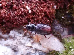 Nebria intermedia thumbnail 4