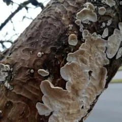 Netted Crust thumbnail 4