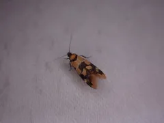 Decantha tistra thumbnail 4