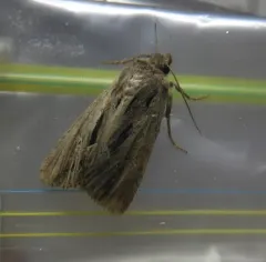 Four-lined Borer Moth thumbnail 3