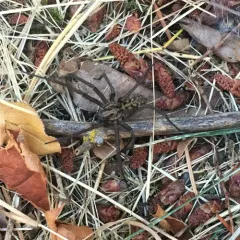 Giant House Spider thumbnail 4