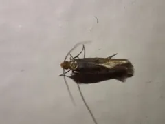 Tinea irrepta thumbnail 3