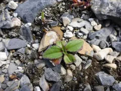 Lake Louise Arnica thumbnail 4