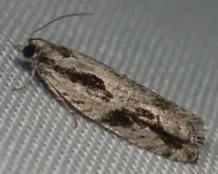 Black Dash Epinotia Moth thumbnail 4