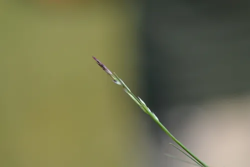 Rough Dropseed
