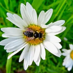 Golden-tailed Leafcutter Bee thumbnail 4