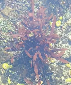 Prionitis lanceolata thumbnail 3