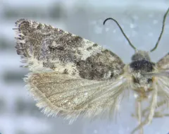 Gypsonoma adjuncta thumbnail 2