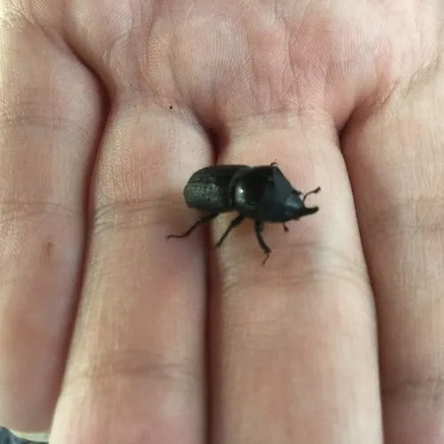 Rugose Stag Beetle