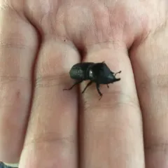 Rugose Stag Beetle thumbnail 1