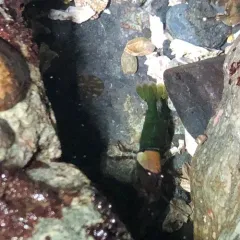 Stout Coastal Shrimp thumbnail 2