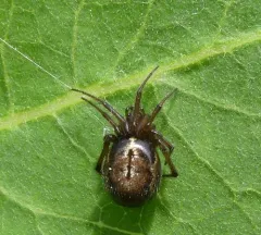 Leaf-backed Long-jawed Cobweaver thumbnail 1