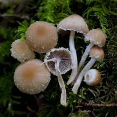 Psathyrella frustulenta thumbnail 4