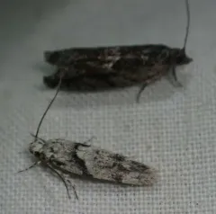 White Stripe-backed Moth thumbnail 4