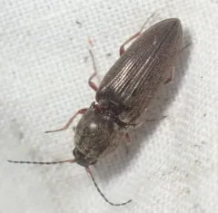 Convex Click Beetle thumbnail 3