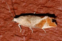 Epinotia plumbolineana thumbnail 1
