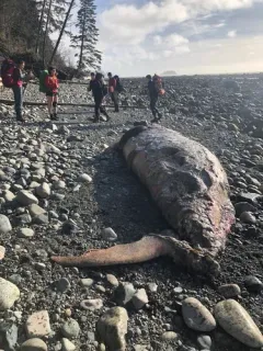 Cuvier's Beaked Whale thumbnail 2