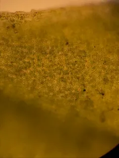 Stanford Screw-moss thumbnail 2