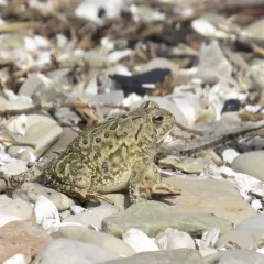 Fowler's Toad thumbnail 4