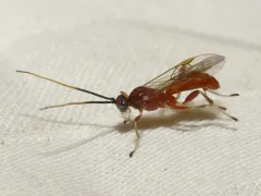Aleiodes quebecensis thumbnail 1