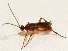 Aleiodes burrus thumbnail 1