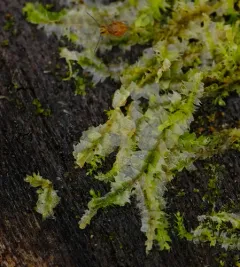 Bifid Crestwort thumbnail 3